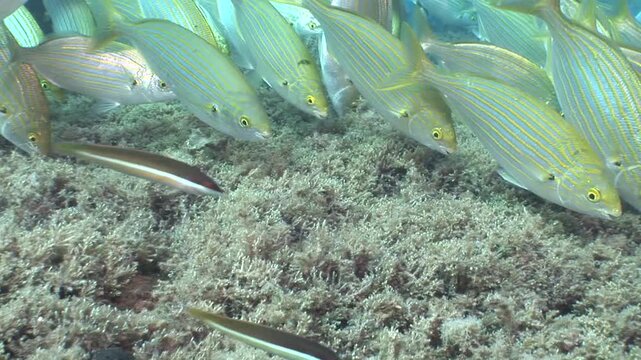 sarpa fish school underwater eating and swimming sarpa salma dream fish ocean scenery