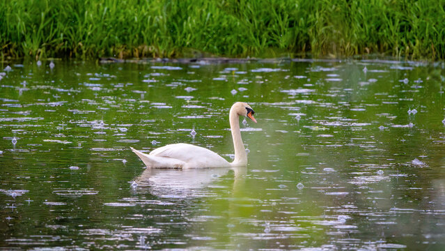 H&ouml;ckerschwan schwimmt auf einem ruhigen Teich im Regen. Wassertropfen fallen auf die Oberfl&auml;che und erzeugen kleine Kreise. Umgeben von nat&uuml;rlichem Gr&uuml;n in einer friedlichen Landschaft.