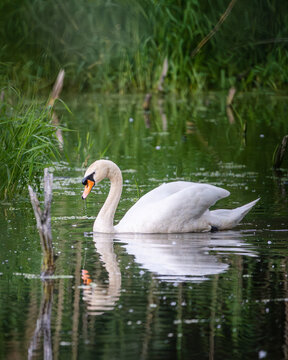 H&ouml;ckerschwan schwimmt langsam durch stilles Wasser, umgeben von Schilf und Pflanzen. Die Spiegelung des Vogels ist klar sichtbar und erzeugt eine harmonische Naturatmosph&auml;re. Detailreiche Wildlife-Fot