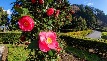 Vibrant pink camellia blossoms in a garden setting