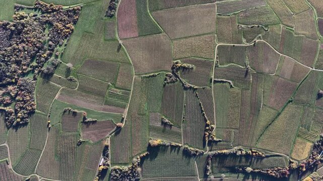 Aerial view of vineyards and fields with contrasting green and brown tones creating a textural landscape, Rouffach, Grand Est, France.