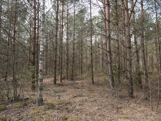 Fototapeta premium peaceful woodland scene, tranquil mixed woodland area with subtle animal pathways and soothing atmospheric lighting