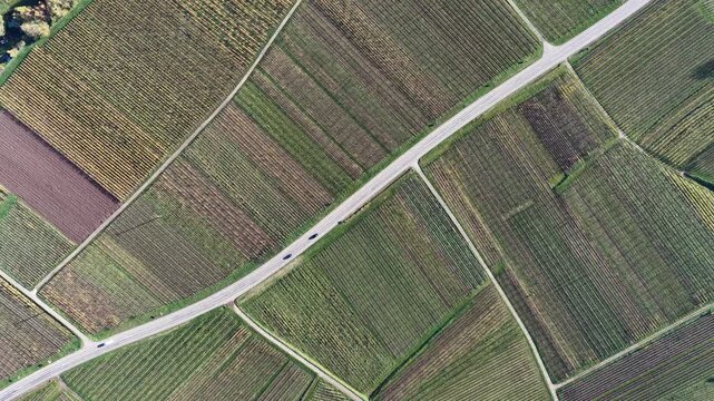 Aerial view of cultivated fields with vibrant green and brown vineyard rows intersected by roads creating geometric patterns, Rouffach, Grand Est, France.