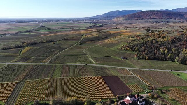 Aerial view of sprawling vineyards in autumn colors contrasting with green patches and a cluster of buildings, Rouffach, Grand Est, France.