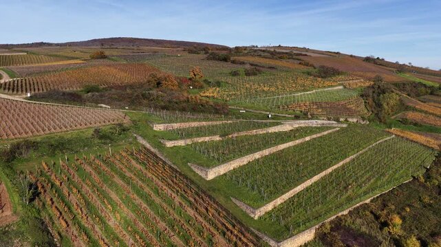 Aerial view of orderly vineyards with rows of green and brown vines across the rolling hills under a clear sky, Rouffach, Grand Est, France.