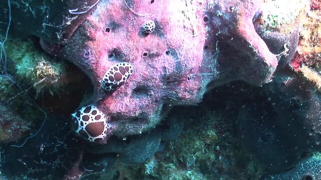 peltodoris atromaculata nudibranch underwater leopard slug