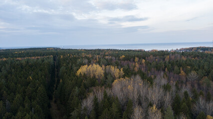 aero view to autumn forest