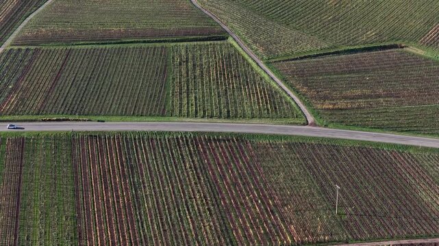 Aerial view of neatly patterned vineyards divided by roadways, with cars moving along a gray road cutting through the landscape, Rouffach, Grand Est, France.