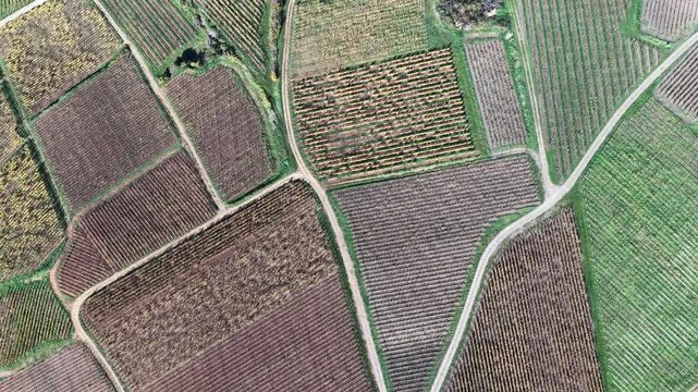 Aerial view of geometric vineyards divided by light-colored roads, creating a tapestry of textures and tones in the landscape, Rouffach, Grand Est, France.