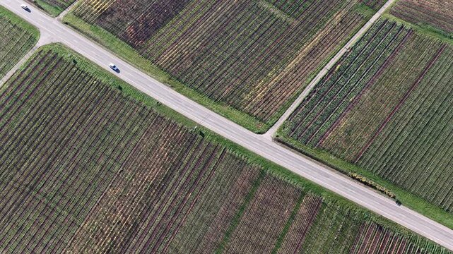 Aerial view of patterned vineyards divided by roads, with cars traversing the landscape, creating a textured contrast, Rouffach, Grand Est, France.