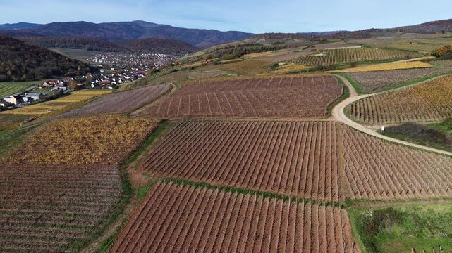 Aerial view of vineyards in Rouffach, with rows of golden and brown vines creating a textured landscape against distant mountains, Rouffach, Grand Est, France.