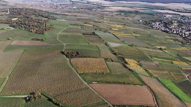 Aerial view of vineyards showcasing a patchwork of earth tones and green fields, creating a stunning agricultural tableau, Rouffach, Grand Est, France.