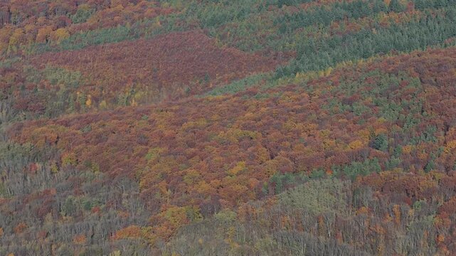 Aerial view of colorful trees in autumn with hues of orange, red, and green blanketing the landscape, Rouffach, Grand Est, France.