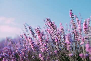 Obraz premium Lavender field blooms under a clear blue sky with shades of purple and pink, creating a serene and harmonious scene of a warm sunny day filled with freshness and beauty