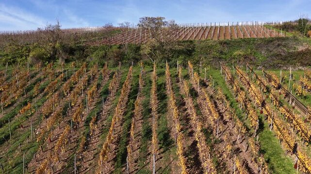Aerial view of vineyards with golden leaves contrasting with the green grass and blue sky, creating a textured landscape, Rouffach, Grand Est, France.