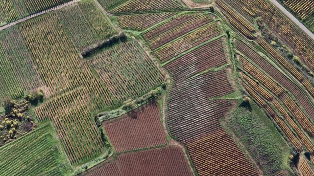 Aerial view of neatly organized agricultural fields displaying a mix of green and brown hues, creating a textured pattern, Rouffach, Grand Est, France.