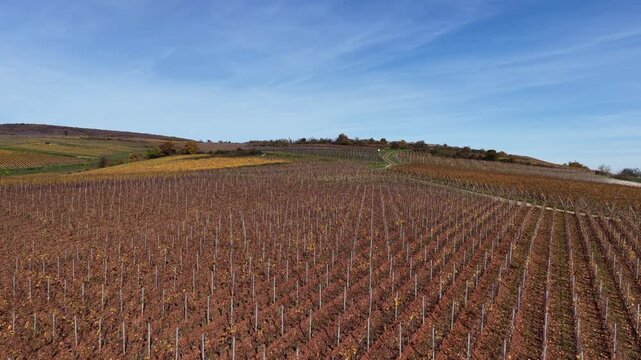 Aerial view of extensive vineyards displaying autumnal colors under a bright blue sky, showcasing the agricultural landscape, Rouffach, Grand Est, France.