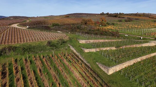 Aerial view of vineyard rows with autumnal tints, stone walls, and green grass create a textured landscape under a clear sky, Rouffach, Grand Est, France.