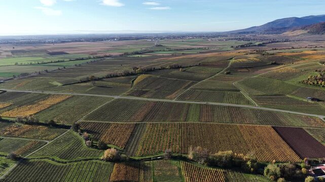 Aerial view of the patchwork of autumnal vineyards, contrasted by green fields, and bisected by roads under a clear sky, Rouffach, Grand Est, France.