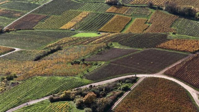 Aerial view of patterned vineyards, showcasing autumn colors in neat rows of green, gold, and brown, creating a patchwork quilt across the land, Rouffach, Grand Est, France.
