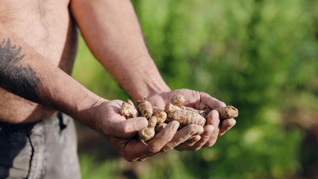 Farmer hands holding freshly harvested turmeric roots