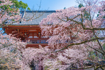 京都　醍醐寺の仁王門と桜