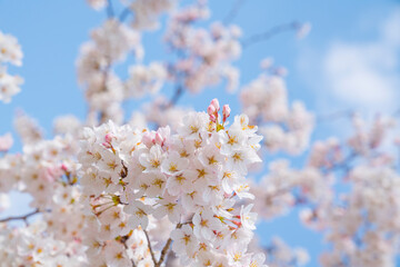 満開の桜