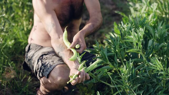 Dirty farmer harvesting fresh broad beans in a field
