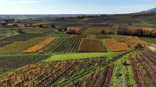 Aerial view of a vibrant landscape of vineyards, showcasing a textured blend of greens, yellows, and browns, under a clear sky, Rouffach, Grand Est, France.