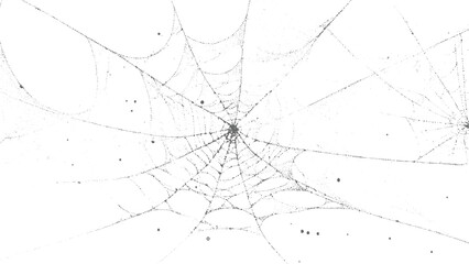 Obraz premium Intricate grey spider web with scattered dew drops on white background spiderweb insect
