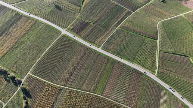 Aerial view of lush green vineyards divided by a winding road with cars casting shadows, creating a mesmerizing patchwork of textures, Rouffach, Grand Est, France.