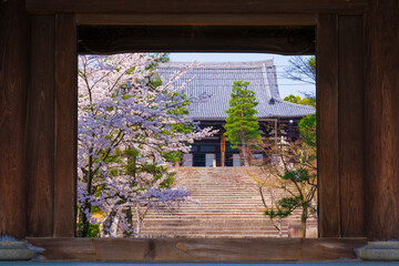 京都　金戒光明寺の桜　山門から御影堂を見る