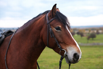 Obraz premium Beautiful brown horse outdoors. Lovely domesticated pet