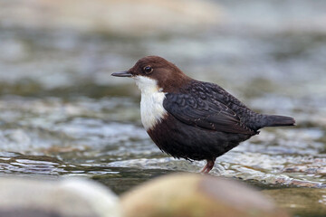 Portrait of an european dipper (Cinclus cinclus) in the river. Profile of a white-throated dipper swimming by the river side. Beautiful water bird looking for prey and environment. Asturias, Spain.