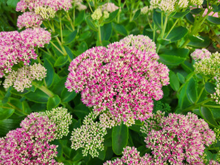 Obraz premium Pink garden sedum is a perennial plant in the city flower bed.
