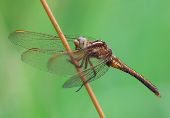 Portrait of a dragonfly perched on a plant with green natural background. Detail of a stunning european yellow dragonfly and wings.