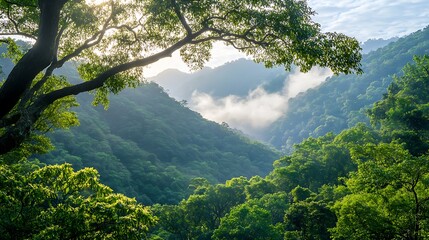 Misty mountains and lush green forest canopy high resolution photo