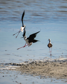Mehrere Stelzv&ouml;gel mit langen roten Beinen bewegen sich am Ufer eines flachen Gew&auml;ssers. Zwei V&ouml;gel sind im Flug zu sehen, w&auml;hrend einer am Wasser steht. 