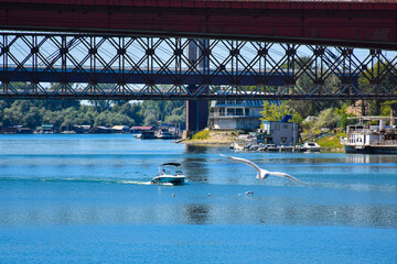 Boat sailing under an old bridge with a seagull flying above