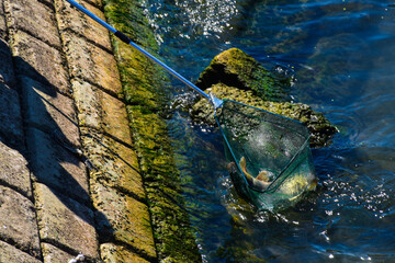 Fishing net captures silver fish along a bright sunny shore