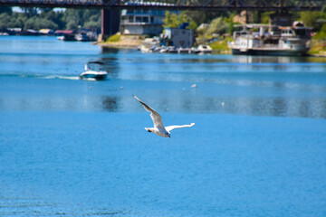 Seagull flying above the river as the boat passes under the bridge
