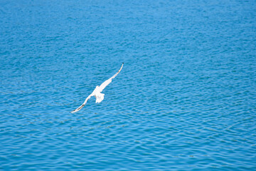 Single seagull spreads wings above shining blue river waters
