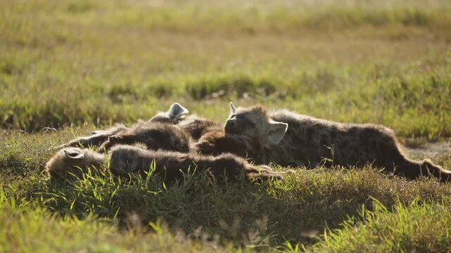 A group of five spotted hyenas sleeping peacefully on the savanna&rsquo;s grass. The wild animals rest close together, showing a calm and social side of their behavior.