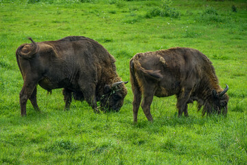Two mighty European bison stand close together, eating grass