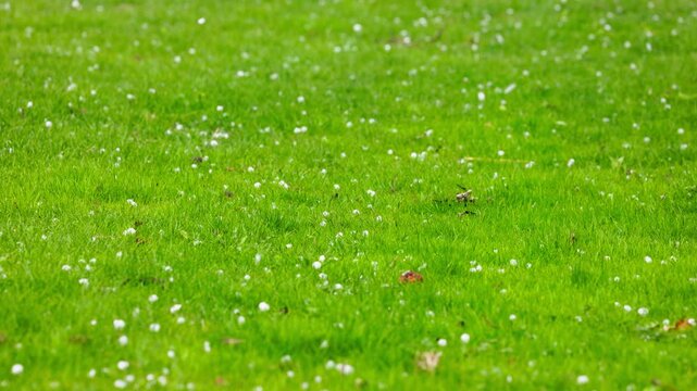 hail falling on the green lawn during summer day