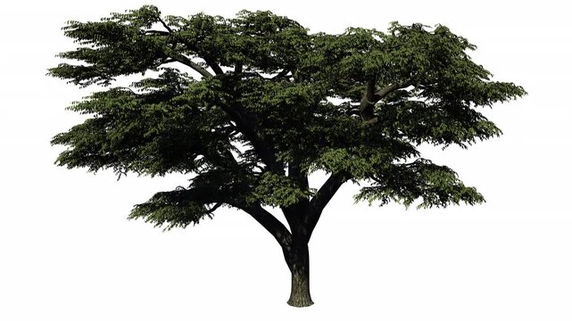 lebanon cedar tree isolated on white