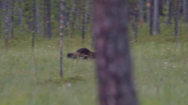 The running wolverine with a meal.