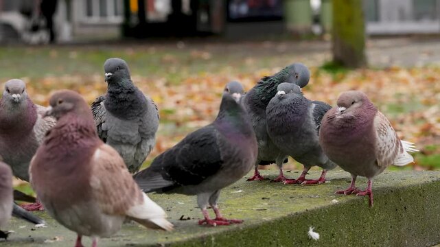Flock of rock pigeons on a rock bench in Antwerp during autumn, with a male grooming a female.