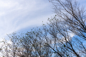 秋の青空と落葉した木