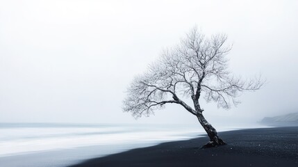 Lonely Tree on Black Sand Beach in Iceland Winter Landscape Scenery